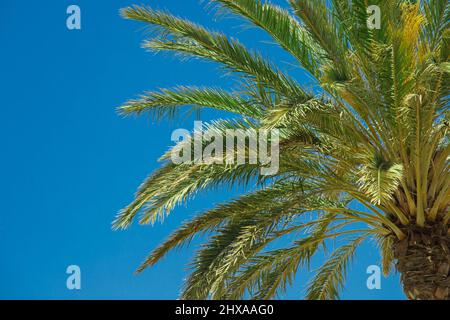 palm tree seen from below Stock Photo