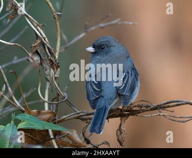 Dark-eyed Junco perched on vine Stock Photo