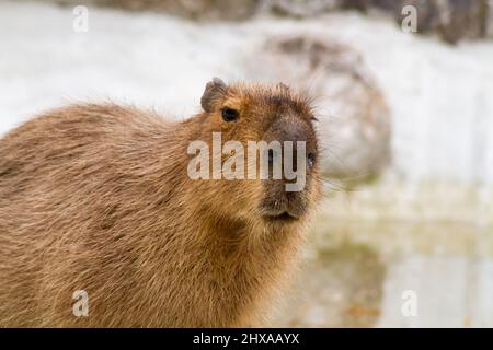 capybara close-up in an enclosure Stock Photo