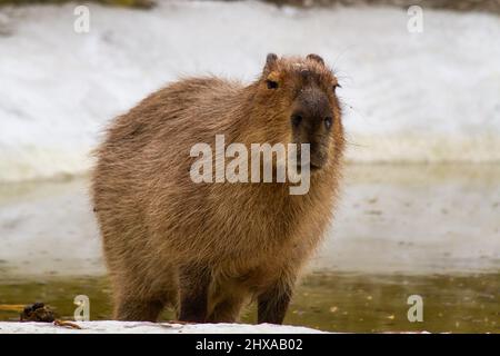 capybara close-up in an enclosure Stock Photo