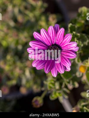 Gazania beautiful flower with selective focus and blur background Stock Photo