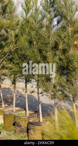 Pine trees are growing in a grow bags in plant nursery for sale and plantation Stock Photo