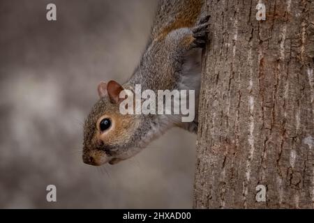 An Eestern Gray Squirrel pauses to pose on a tree trunk. Raleigh, North Carolina. Stock Photo