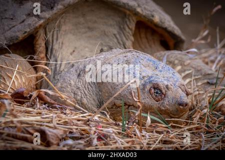 An aged Common Snapping Turtle suns on the creek bank. Raleigh, North Carolina. Stock Photo