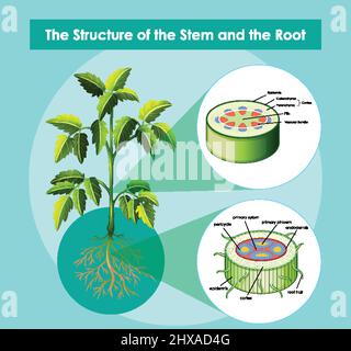 Diagram Showing The Structure Of The Stem And The Root Illustration 