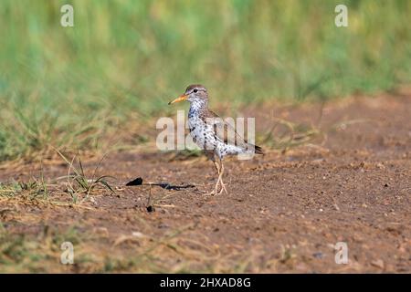 A Spotted Sandpiper walking down a gravelly dirt path with green, wild grasses in the background. Stock Photo