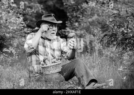 Picking mushrooms. Happy Grandfather with mushrooms in busket hunting mushroom. Grandfather with basket of mushrooms and a surprised facial expression Stock Photo