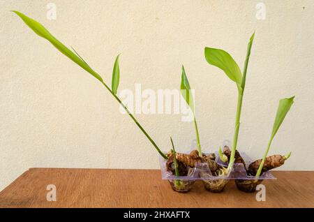 Ginger And Turmeric Rhizomes In Water Stock Photo