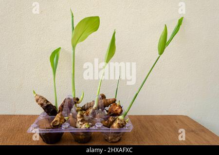 Growing Ginger And Turmeric In Water Stock Photo