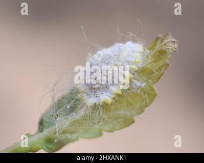 Seychelles scale insect Icerya seychellarum cottony pest insect on leaf Stock Photo