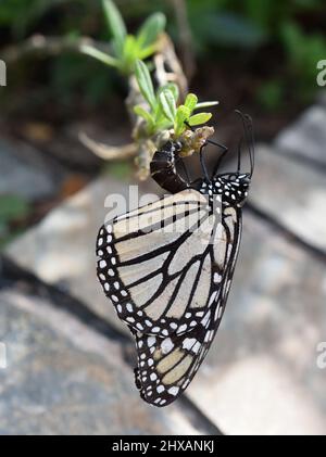 Monarch butterfly Danaus plexippus laying eggs on a milkweed plant Stock Photo
