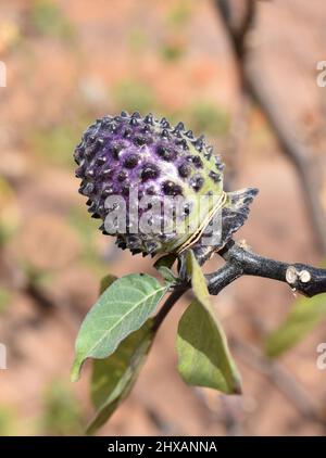The tuberculate purple toxic hallucinogen seed pod of Devil's Trumpet plant Datura metel Stock Photo
