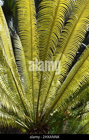 Cycad tree fan shaped leaves intensely green Stock Photo - Alamy