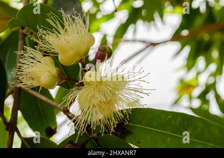 Rose Apple Blossoms Stock Photo