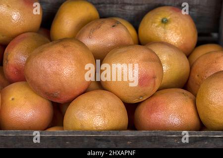 Closeup of pink grapefruits on a greengrocers stall at a farmers market Stock Photo