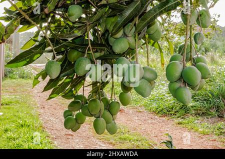 Bunches Of Green Mangoes On Branch Stock Photo