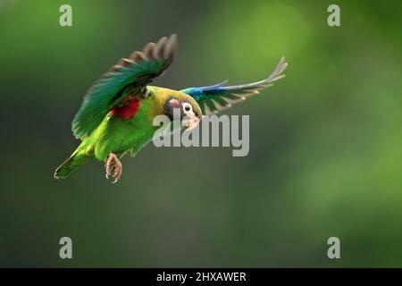 The brown-hooded parrot (Pyrilia haematotis) is a small parrot which is a resident breeding species from southeastern Mexico to north-western Colombia Stock Photo