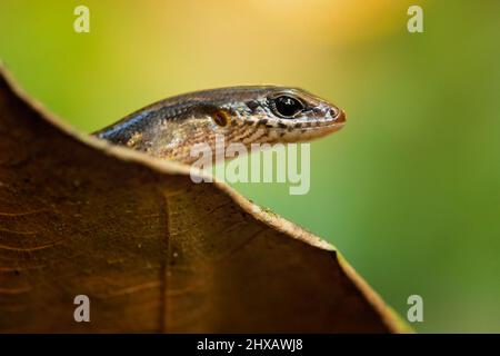 Scincella cherriei, commonly known as the brown forest skink and Cope's brown forest skink Stock Photo