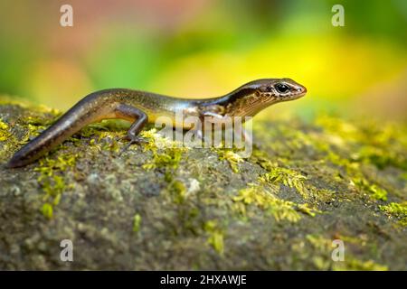 Scincella cherriei, commonly known as the brown forest skink and Cope's brown forest skink Stock Photo