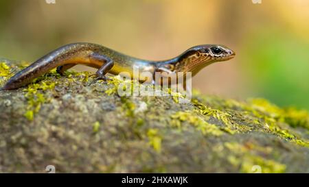 Scincella cherriei, commonly known as the brown forest skink and Cope's brown forest skink Stock Photo