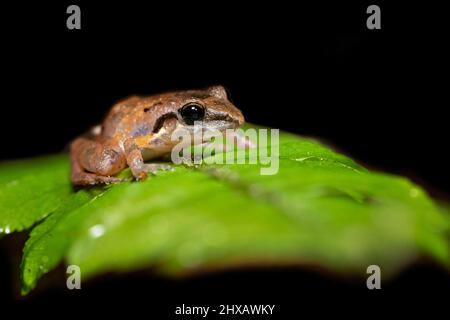 Craugastor stejnegerianus is a species of frog in the family Craugastoridae. It is found in Costa Rica and Panama. Stock Photo