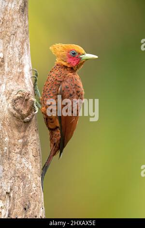 Chestnut-colored woodpecker (Celeus castaneus) is a species of bird in the family Picidae. It is found in Belize, Costa Rica, Guatemala, Honduras, Me Stock Photo