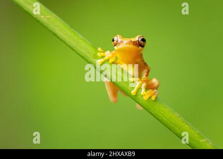 Dendropsophus ebraccatus, also known as the hourglass treefrog or pantless treefrog, is a neotropical treefrog Stock Photo