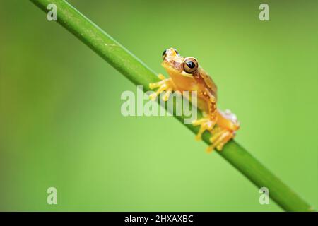 Dendropsophus ebraccatus, also known as the hourglass treefrog or pantless treefrog, is a neotropical treefrog Stock Photo