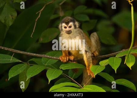 Central American squirrel monkey (Saimiri oerstedii), also known as the red-backed squirrel monkey Stock Photo