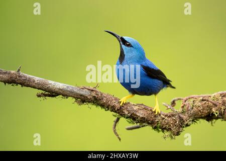 The shining honeycreeper (Cyanerpes lucidus) is a small bird in the tanager family