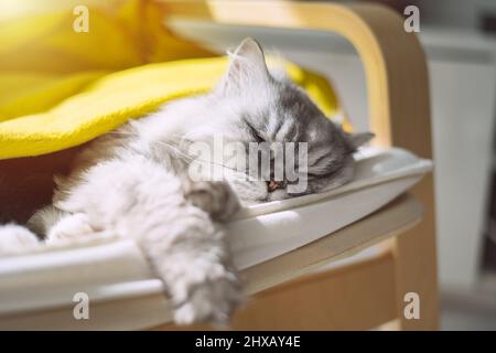 Cute grey cat covered with blanket sleeping or chilling on the sun. Lazy cat napping at home Stock Photo