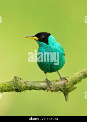 Green honeycreeper (Chlorophanes spiza) is a small bird in the tanager family. It is found in the tropical New World Stock Photo