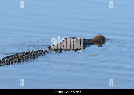 A large crocodile swimming silently in Yellow water billagong, Kakadu, Northern Territory, Australia Stock Photo