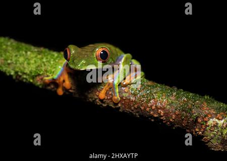 Agalychnis saltator is a species of frog in the family Phyllomedusidae Stock Photo