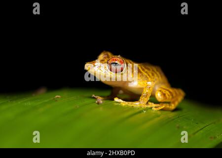 Pristimantis caryophyllaceus is a species of frog in the family Craugastoridae. It is found in Costa Rica and Panama Stock Photo