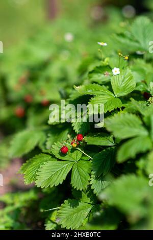wild strawberries red growing on the ground in eco garden Stock Photo ...