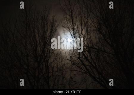Night sky with moon between fog and tree branches. Create a Horror and scary effect. Stock Photo