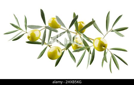 Green olives with twigs and leaves, isolated on white background Stock Photo
