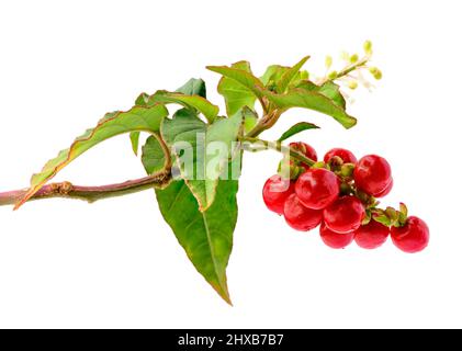 pigeon berry plant, also known as rivina humilis or blood berry, very harmful and toxic to humans and pets, isolated on white background, closeup Stock Photo