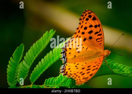 beautiful butterfly sitting on leaf. (argynnis hyperbius ) indian fritillary male. Stock Photo