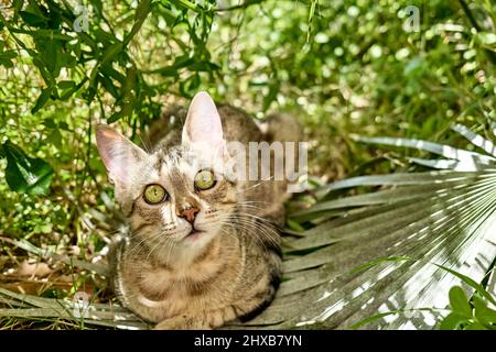 Cute gray tabby cat sitting and looking up in green grass in the garden. Spring holidays greeting card. Animals theme. Stock Photo