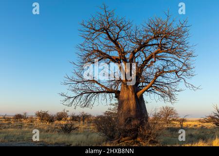 Young dry baobab tree in winter without leaves Kukonje Island Botswana Stock Photo