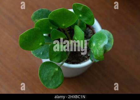 Pilea peperomioides - Chinese money plant or pancake plant, in a white ceramic pot Stock Photo