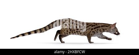 Side view of Arabian small spotted genet aka Genetta genetta, running from left to right. Looking straight ahead away from camera. Isolated on a white Stock Photo