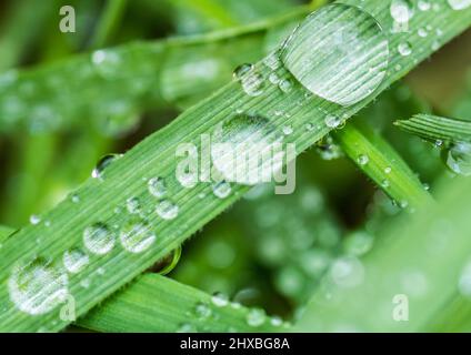 A macro shot of some raindrops resting on a blade of grass. Stock Photo