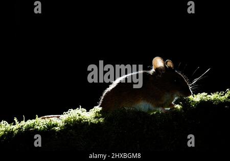 Wood mouse Apodemus sylvaticus at night Stock Photo