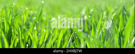 Green wheat grass with transparent water drops on field close up. Fresh morning dew at sunrise. Panoramic spring nature background. Stock Photo