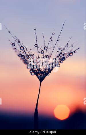 Water drops on a dandelion seed at sunrise. Morning dew closeup. Nature background. Stock Photo