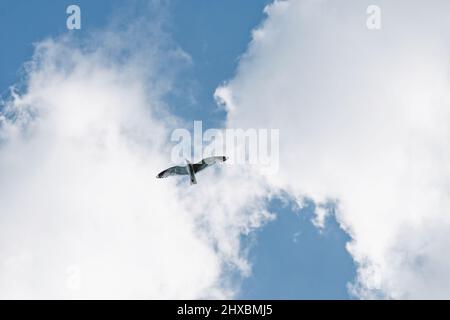 Bird in flight, seagull flying in the sky against clouds Stock Photo