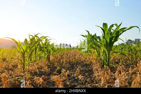 Young green corn plants growing on the field. Agricultural landscape. Stock Photo